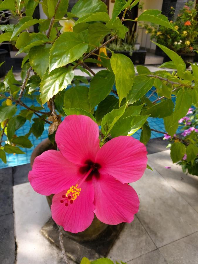 Radha Bali Hotel Kuta Lombok Eksteriør billede